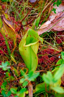 Grotton State Forest