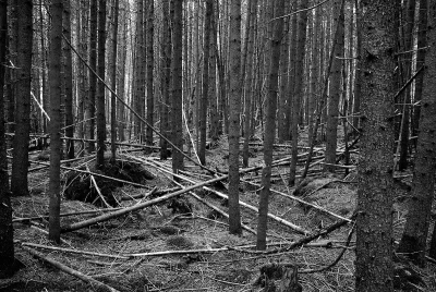 Grotton State Forest