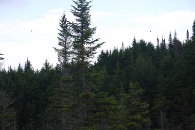 Grotton State Forest