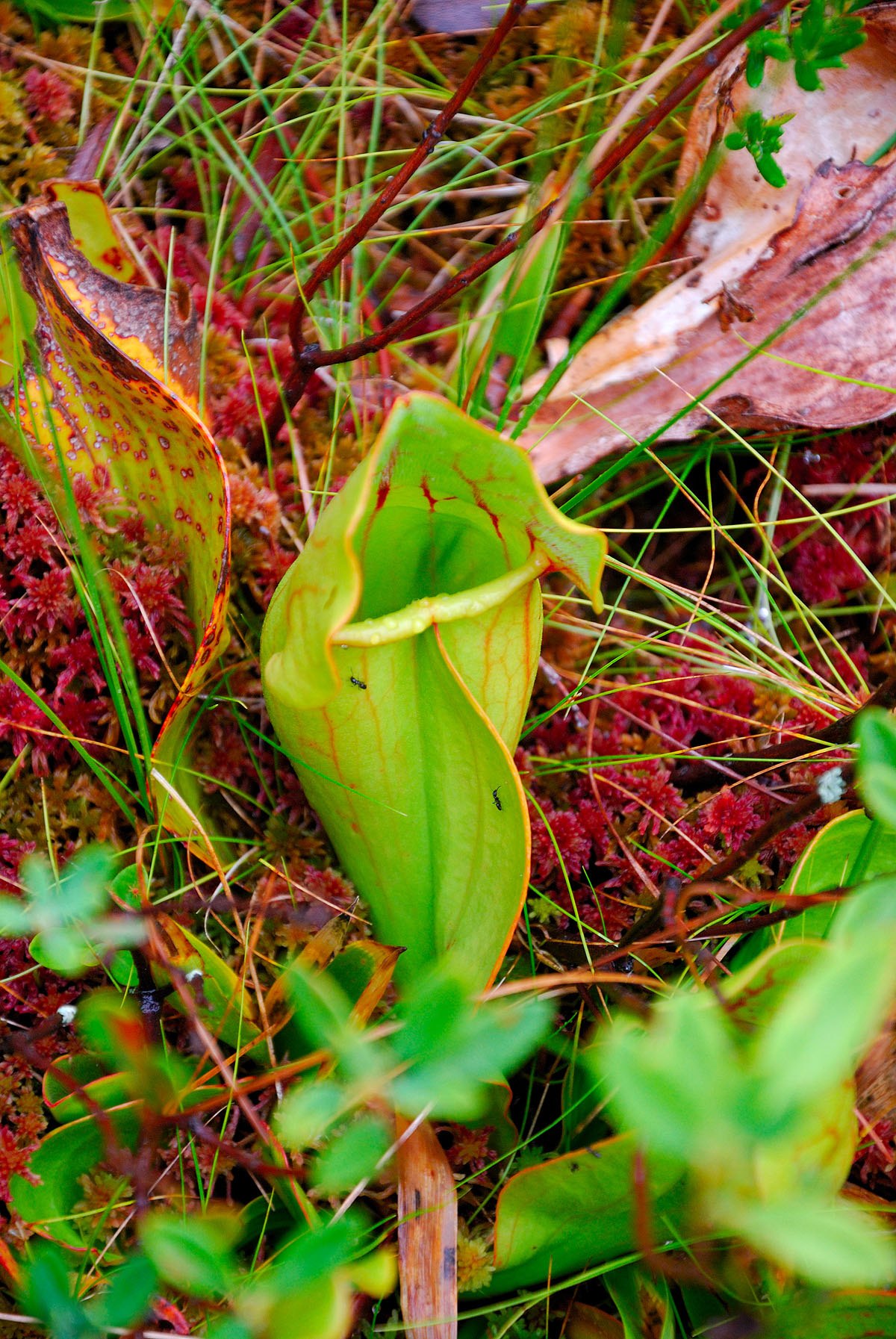 Grotton State Forest