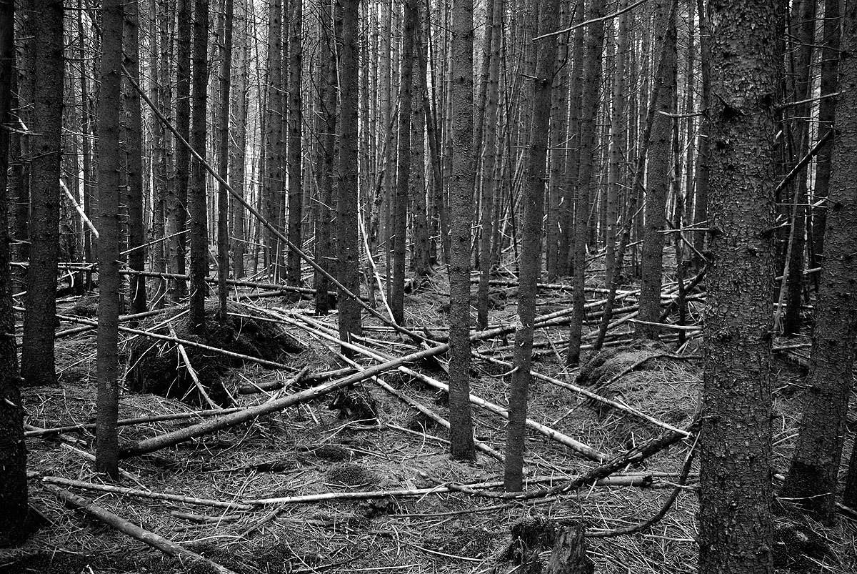 Grotton State Forest