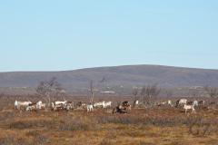 Reindeer