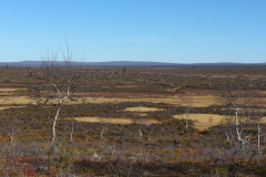 Swamp trail
