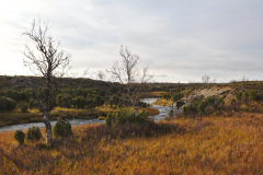 Suomajoki