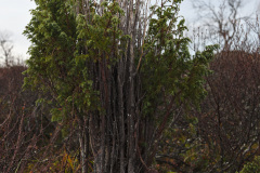Juniper