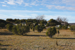 Juniper