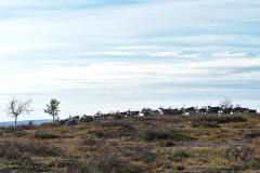 Reindeer