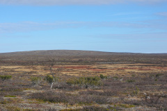 Tundra