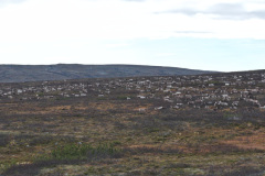Reindeer Migration