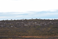 Reindeer Migration