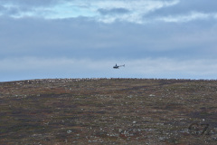 Reindeer Herding with Helicopter