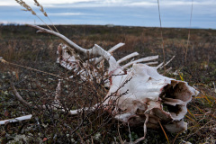Reindeer remainders