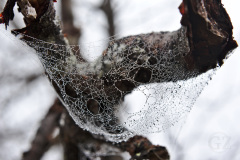 Spider Web