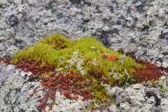 Lichen
