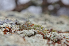 Lichen