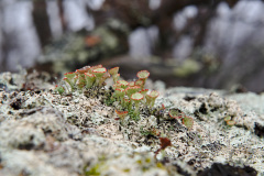 Lichen