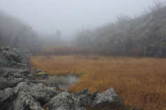 Stallokuru