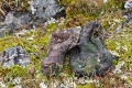 Old Shoes Old Shoes