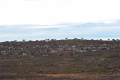 Reindeer Migration Reindeer Migration