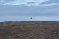 Reindeer Herding with Helicopter