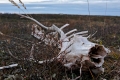 Reindeer remainders
