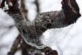 Spider Web