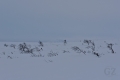 Pallas-Yllästunturi National Park