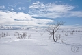 Pöyrisjärvi Eilderness Area