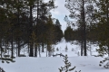 Western border of Ylläs-Pallas National Park