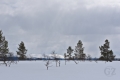 Ylläs-Pallas National Park