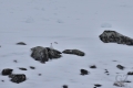 Willow ptarmigan