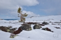 Ylläs-Pallas National Park