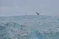 Arctic Tern