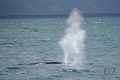 Fin Whale
