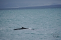 Fin Whale Fin Whale