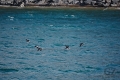 Puffins Puffins