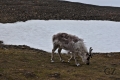 Svalbard Reindeer Svalbard Reindeer