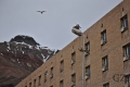 Pyramiden