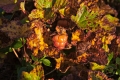 Cloud berry