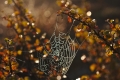 Spider web