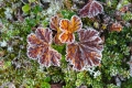 Cloudberry leaves