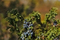 Juniper
