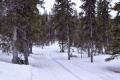 Ski tracks in the valley