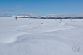 Snow ..