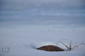 Anthill