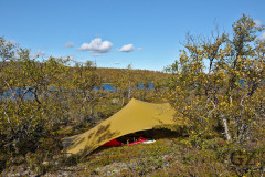 Tarp