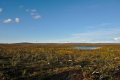Tundra view