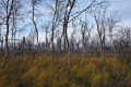 Birch Forest