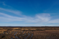 Frozen Swamp