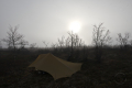 Tarp